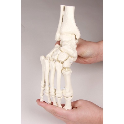 Flexible Model Foot Skeleton with Lower Leg Insertion